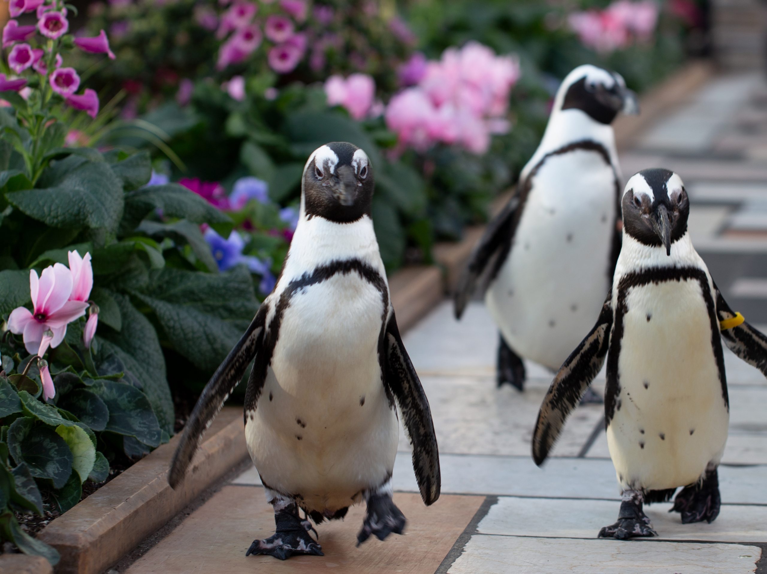 penguins-winter-sunken-2022-pretty-penguins