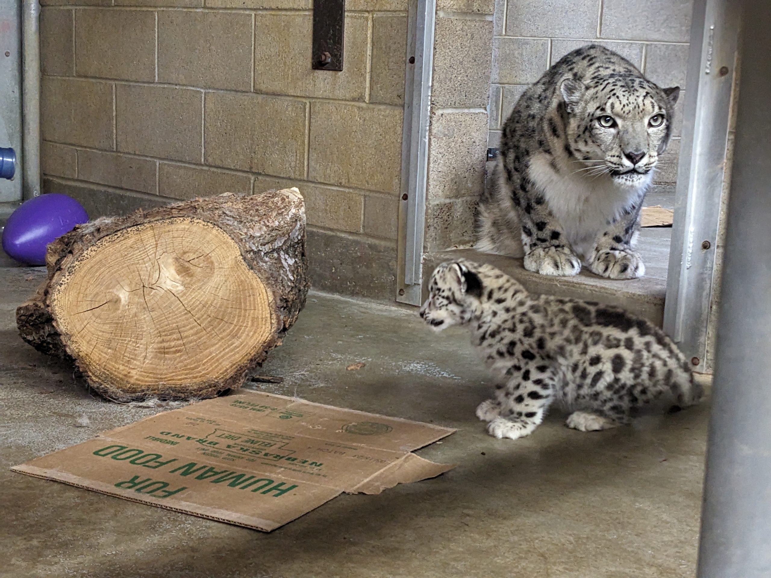 Baby snow leopard makes first appearance at Como Zoo -  5  Eyewitness News