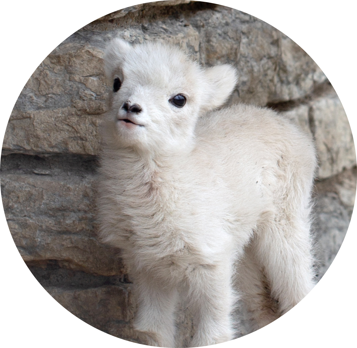 baby-dall-sheep-circle