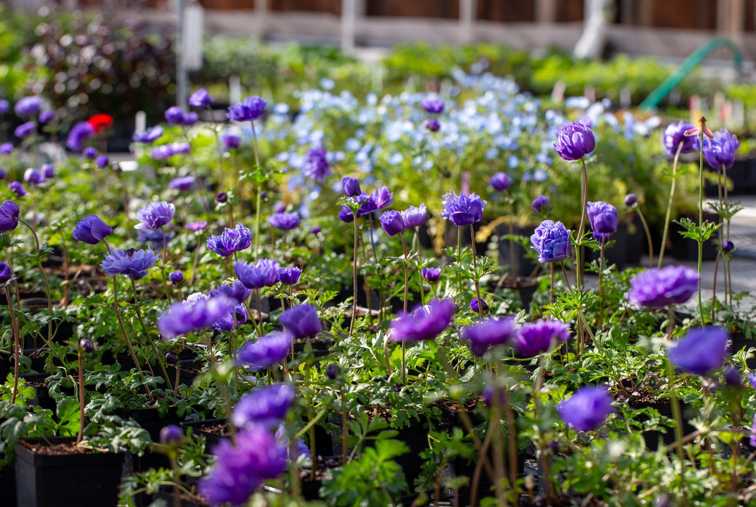 Flower Forward - Como Friends